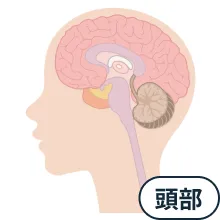 頭部イメージ