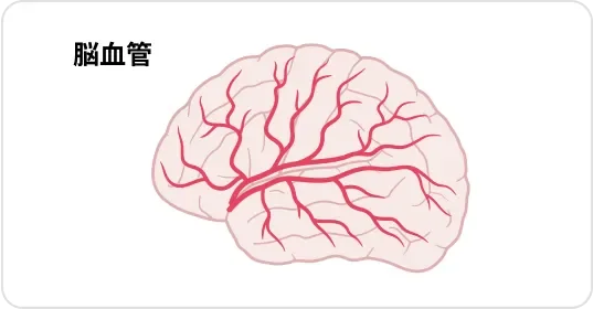 脳血管