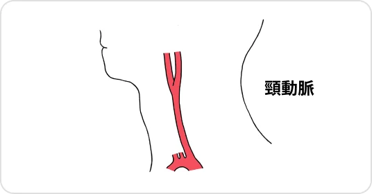頸動脈